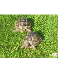 گونه لاکپشت مهمیزدار Mediterranean Spur-thighed Tortoise